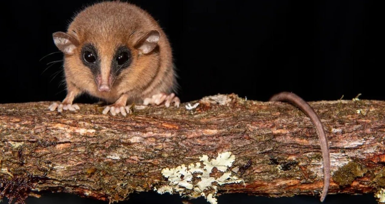 bulut ormaninda gizemli bir canli kesfedildi NCKxzgDK