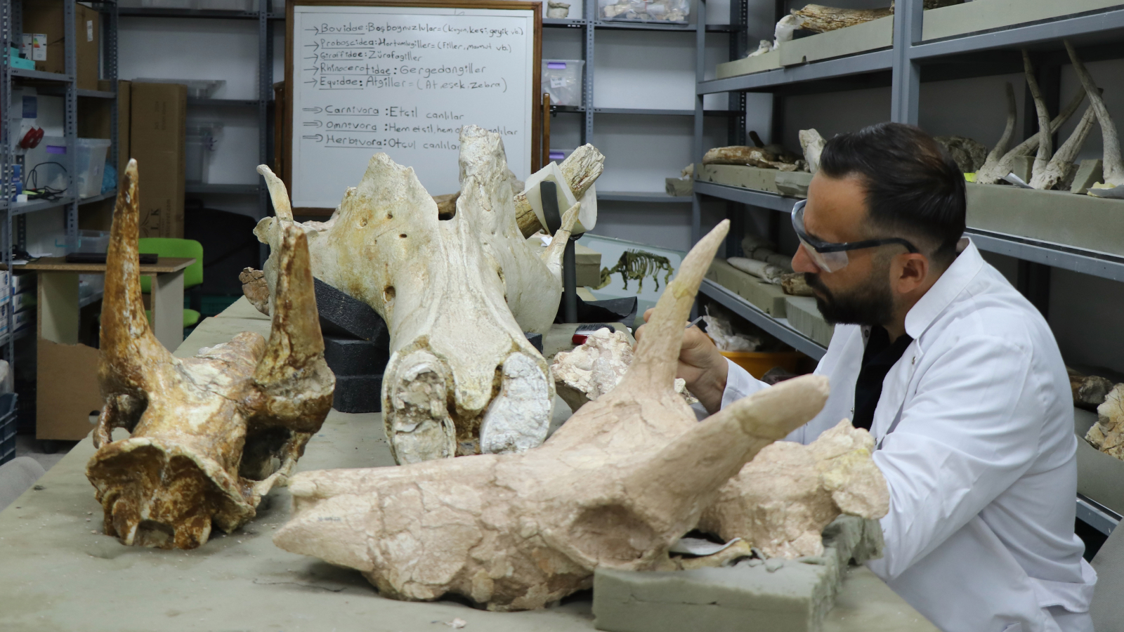 kayseride tarihi kesif 77 milyon yillik 3 fil kafatasi bulundu gYqwNUY5