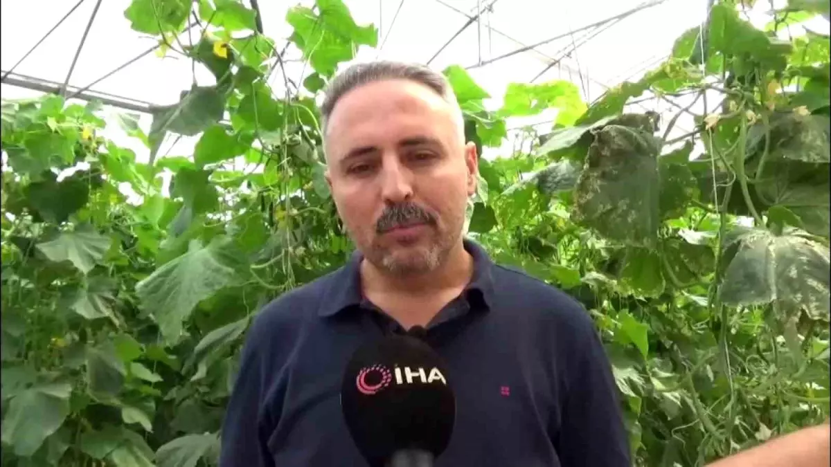 diyarbakirda salatalik serasi kuruluyor 20 kisiye istihdam saglaniyor gOu86TzD