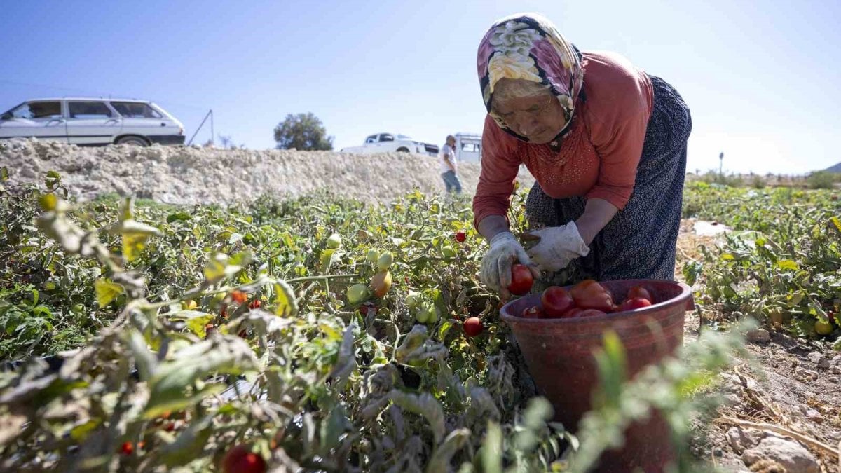 ureticiye yuzde 70 hibe destegi Pphp2Baf