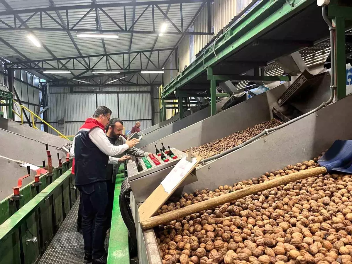 ceviz uretimi destekleniyor UjYVDyYl.jpg