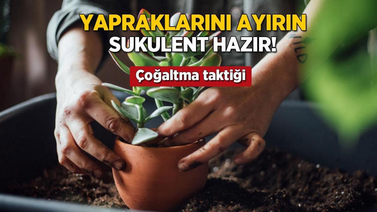 yapraklarini ayirin sukulent cogalsin en kolay yontem buymus KOxA6SSg.jpg